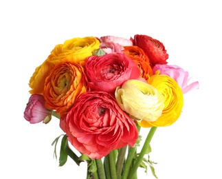 Photo of Beautiful fresh ranunculus flowers on white background