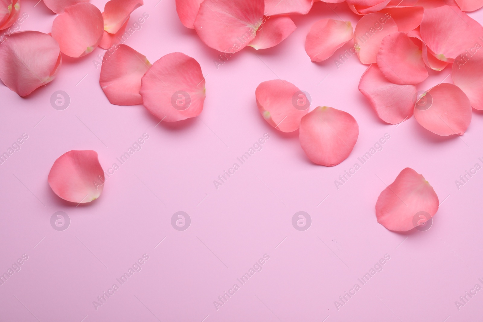 Photo of Beautiful rose flower petals on pink background, flat lay. Space for text