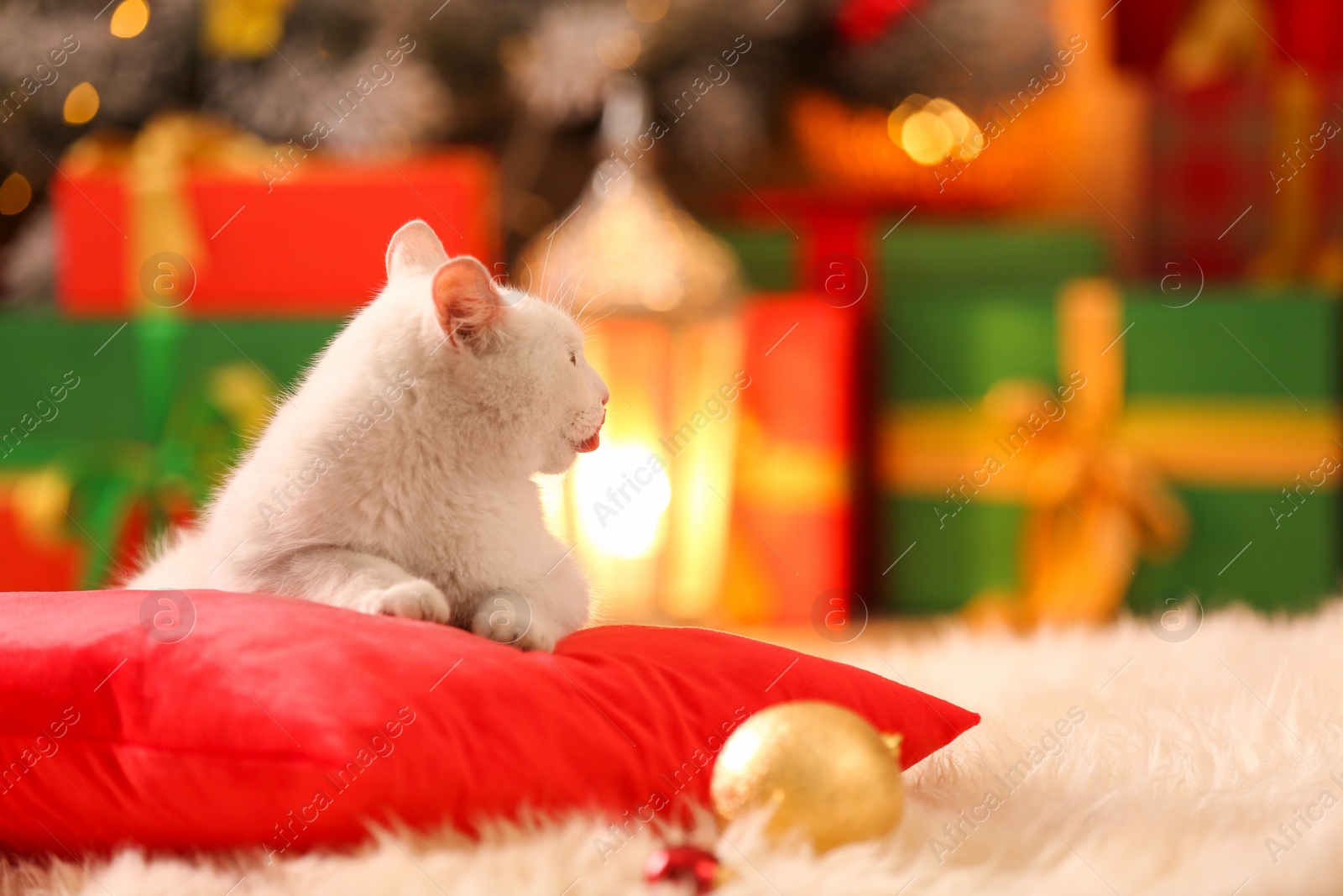 Photo of Cute white cat on pillow in room decorated for Christmas. Adorable pet