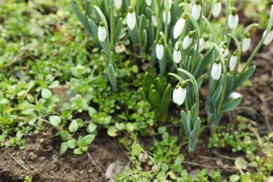 Photo of Beautiful snowdrop flowers growing outdoors, space for text. Symbol of first spring day
