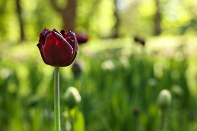 Beautiful dark red tulip growing outdoors on sunny day, closeup. Space for text