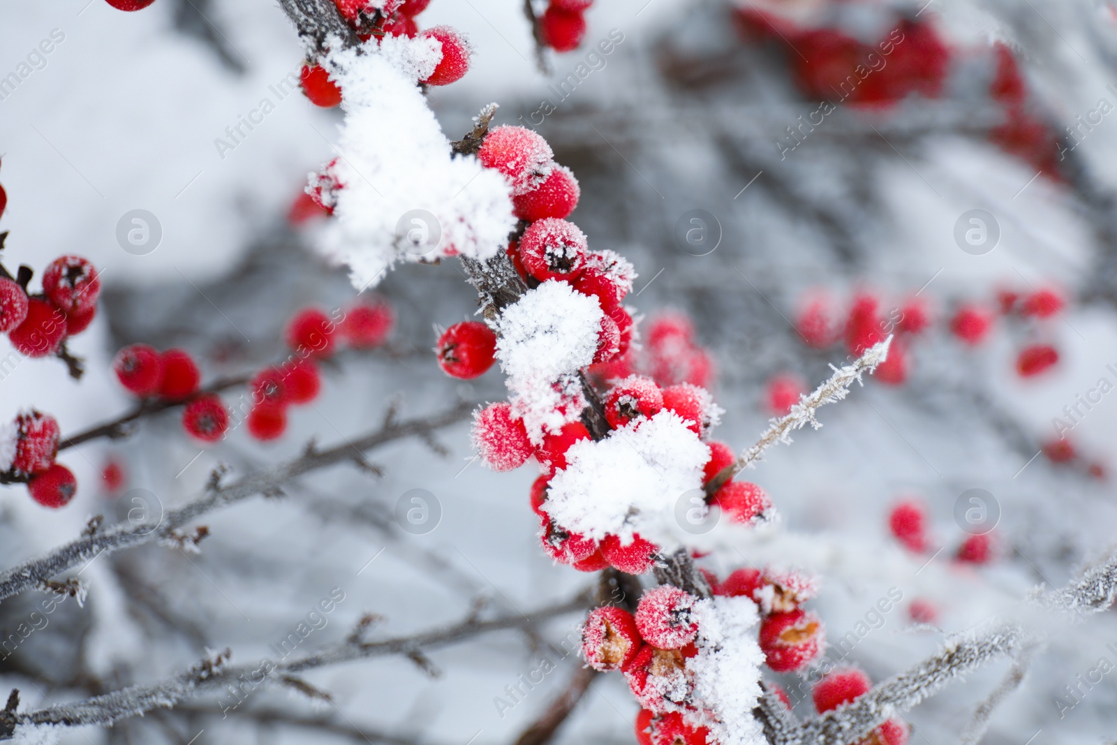 Photo of Berries on branch covered with hoarfrost outdoors, closeup. Winter morning