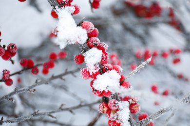 Photo of Berries on branch covered with hoarfrost outdoors, closeup. Winter morning