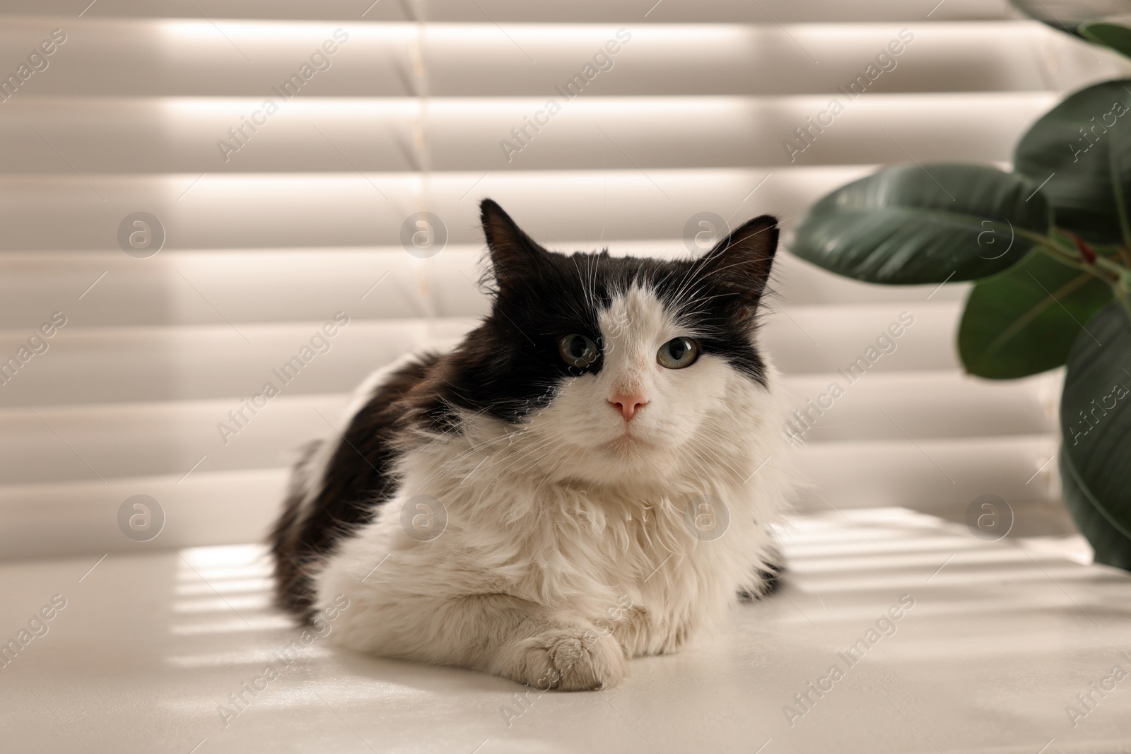 Photo of Cute cat relaxing on window sill at home. Lovely pet