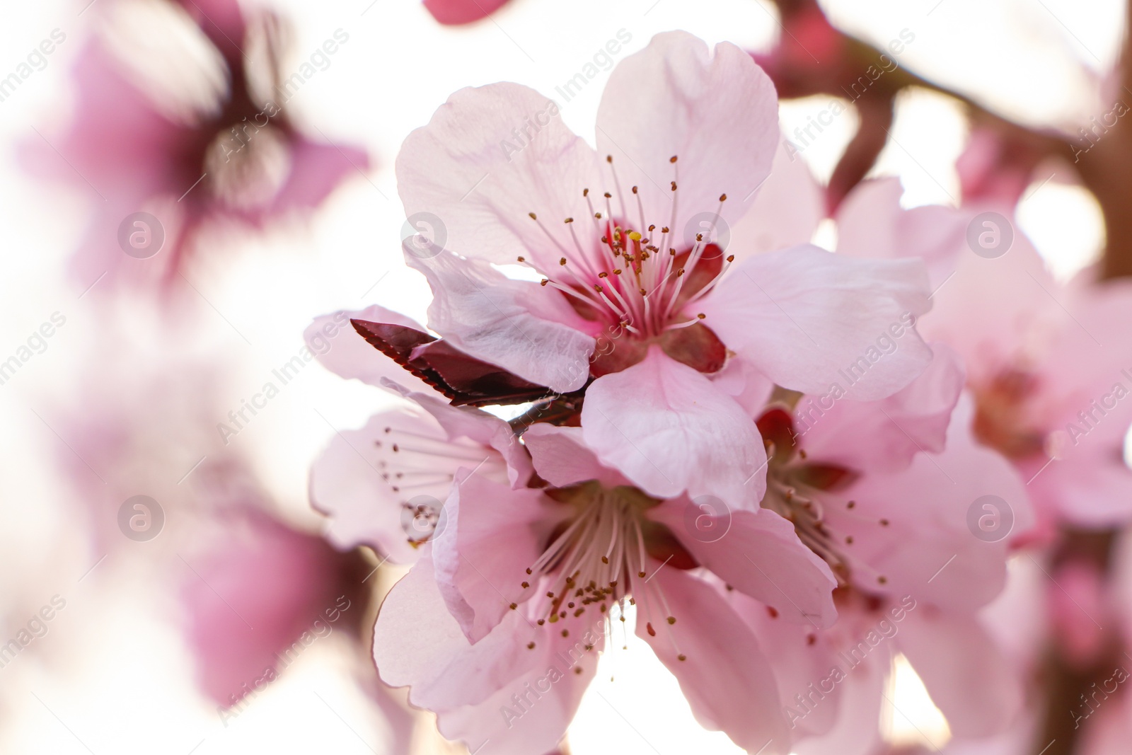 Photo of Amazing spring blossom. Closeup view of cherry tree with beautiful pink flowers outdoors