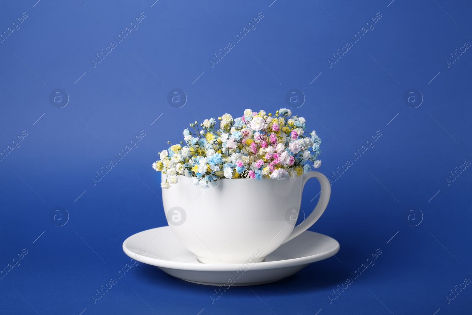 Photo of Beautiful gypsophila flowers in white cup on blue background