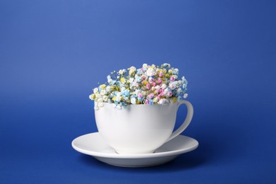 Beautiful gypsophila flowers in white cup on blue background