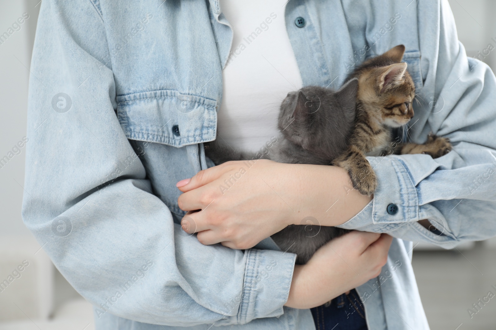 Photo of Woman with cute fluffy kittens indoors, closeup