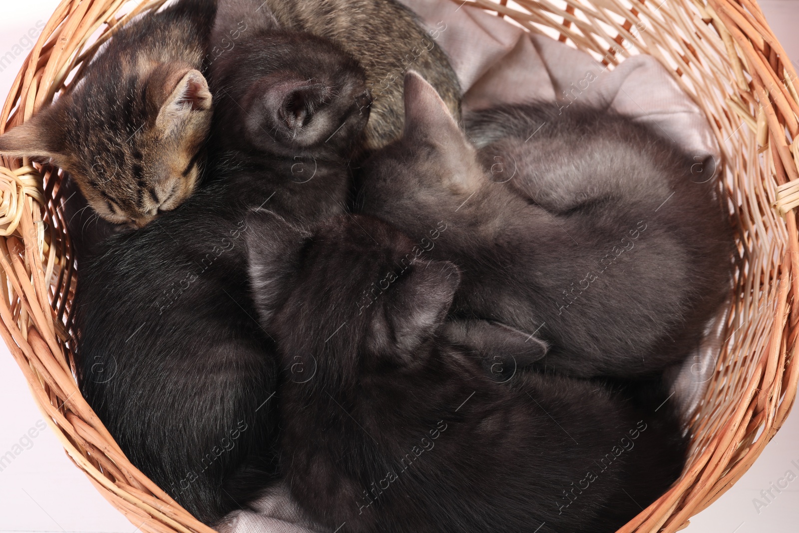 Photo of Cute fluffy kittens sleeping in basket, top view. Baby animals