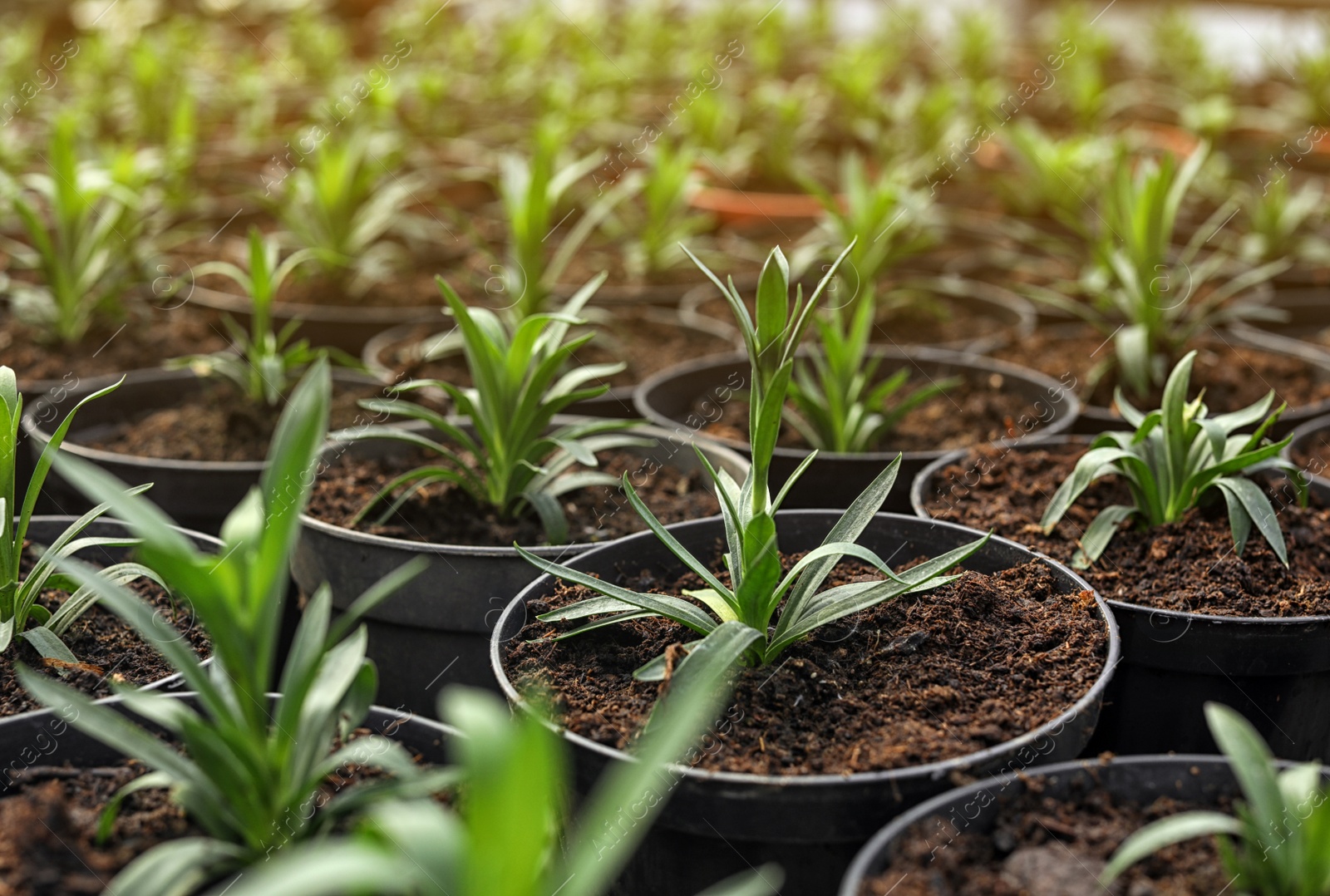 Photo of Many fresh green seedlings growing in pots with soil, closeup