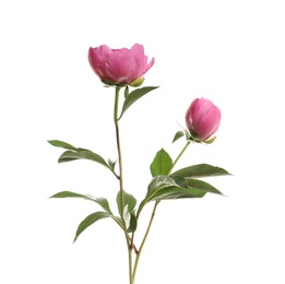 Photo of Fragrant peonies on white background. Beautiful spring flowers