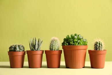 Photo of Beautiful succulent plants in pots on table against yellow green background, space for text. Home decor