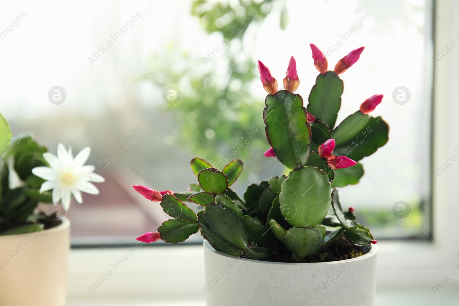 Photo of Beautiful Schlumbergera plant (Christmas or Thanksgiving cactus) in pot on window sill, closeup. Space for text