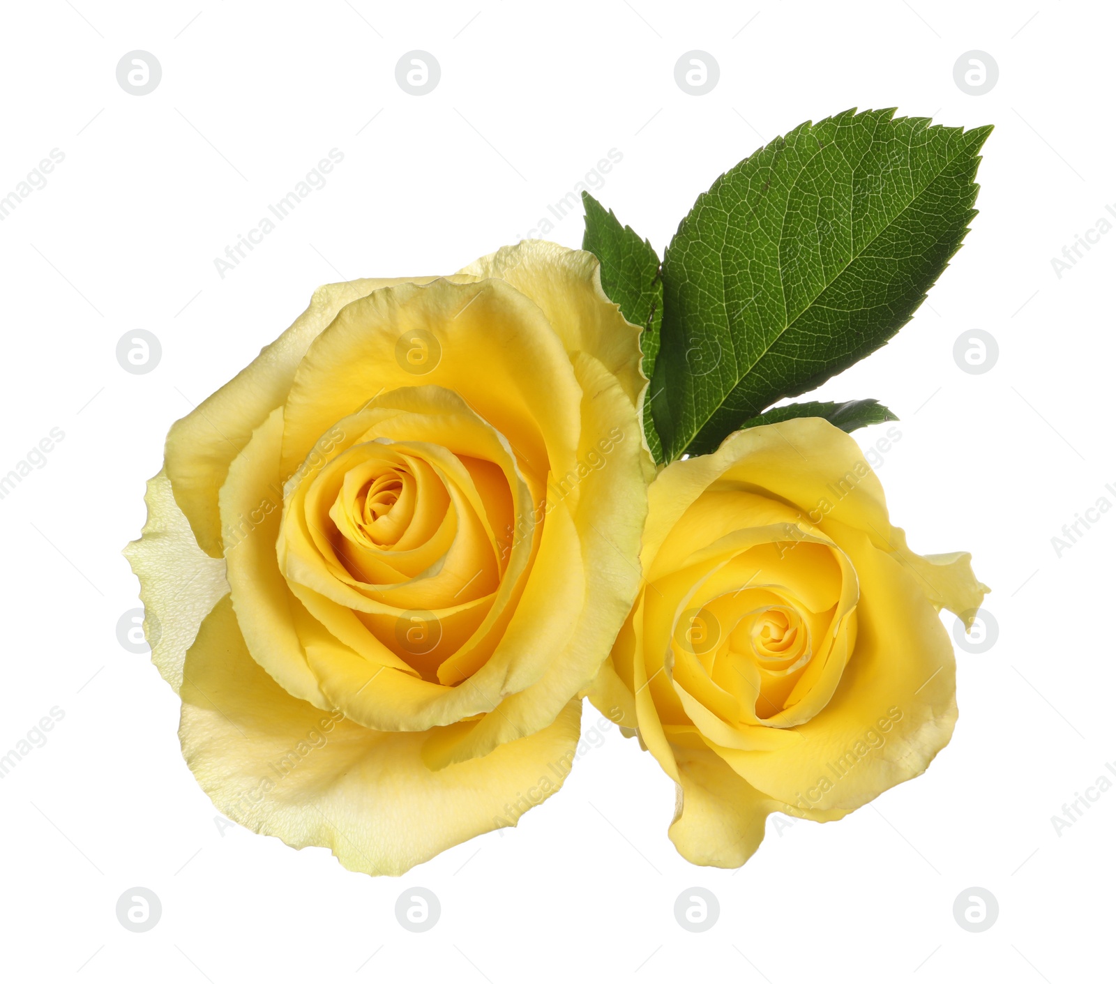 Photo of Beautiful fresh yellow roses with leaves isolated on white