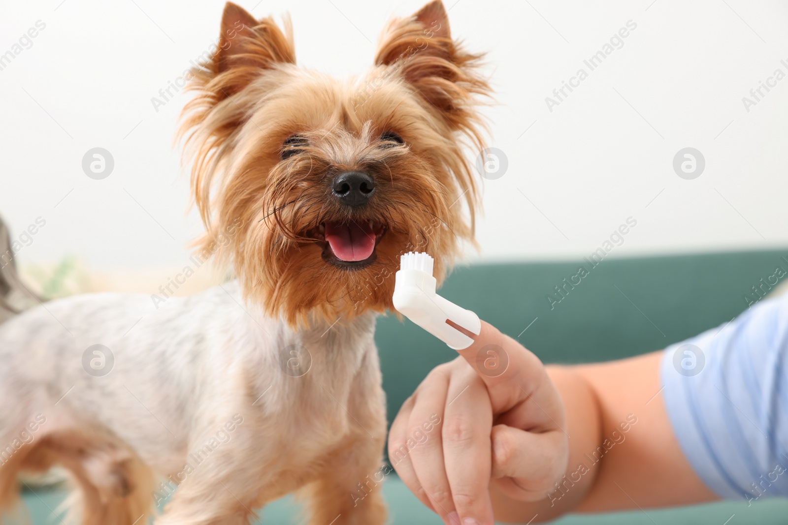 Photo of Man brushing dog's teeth indoors, closeup view