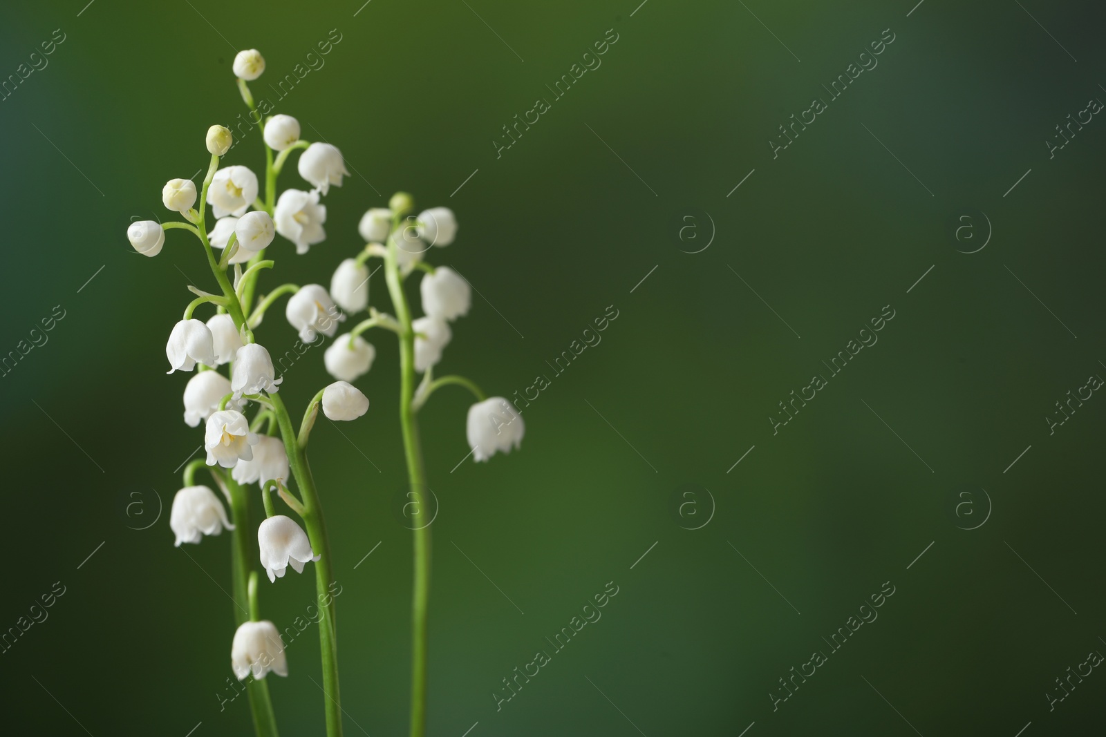 Photo of Beautiful lily of the valley flowers on blurred green background, closeup. Space for text