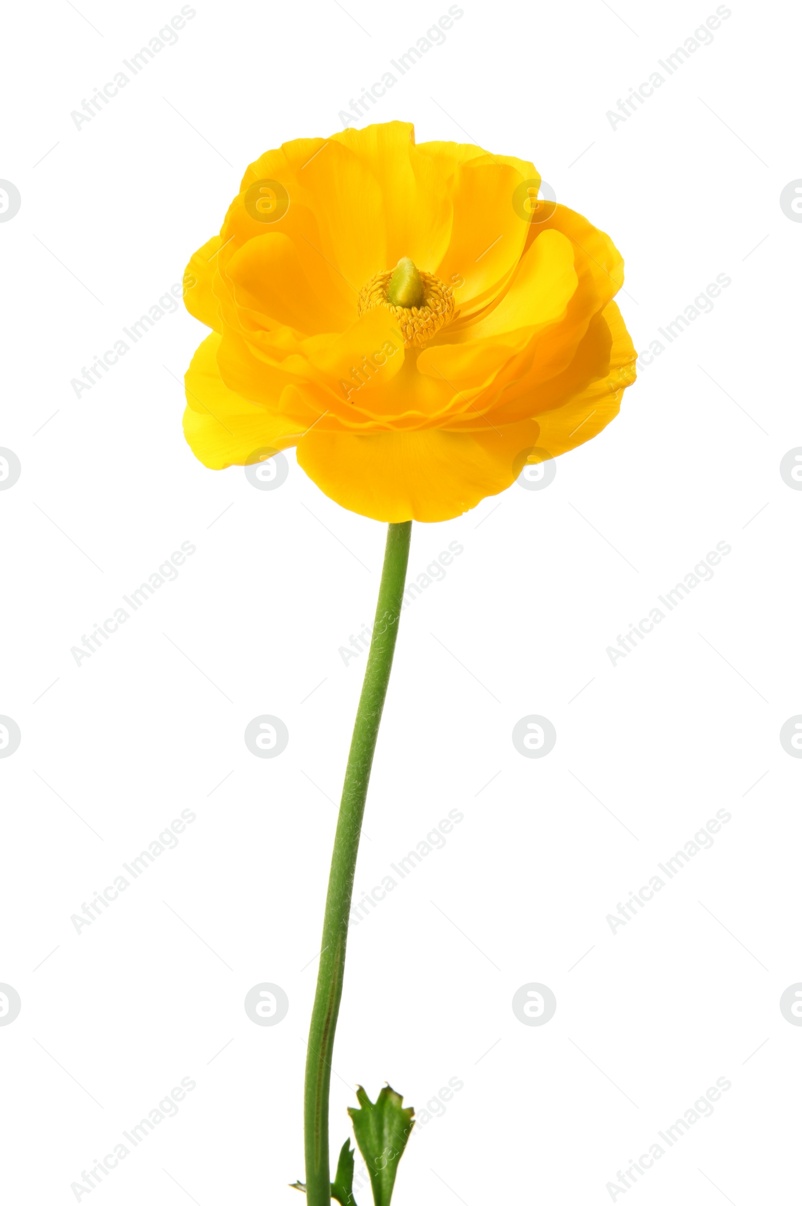 Photo of Beautiful ranunculus flower on white background