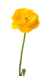 Photo of Beautiful ranunculus flower on white background