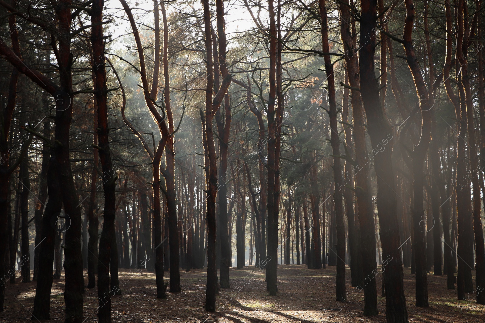 Photo of Picturesque view of beautiful forest on sunny day