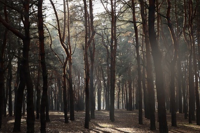 Picturesque view of beautiful forest on sunny day