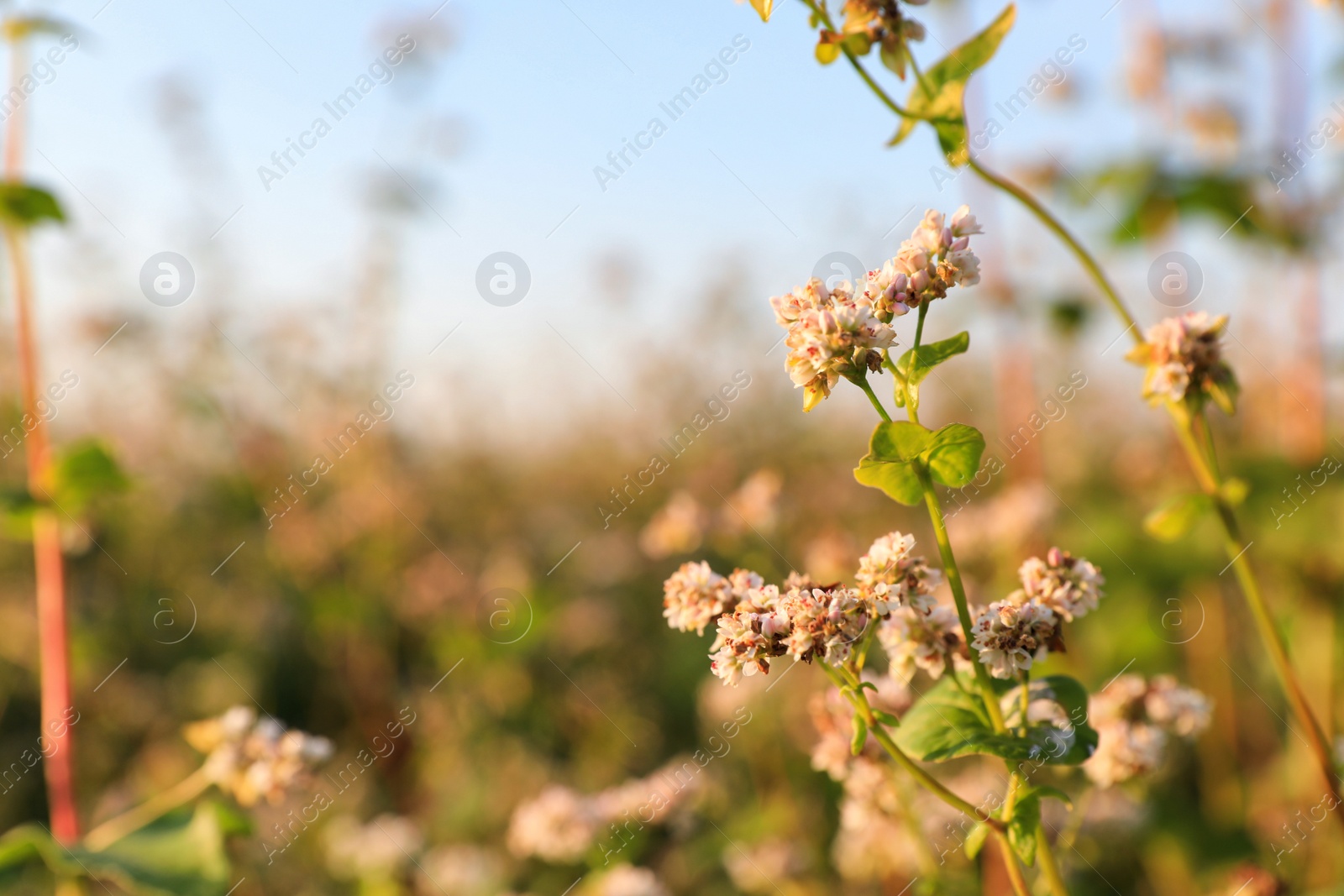 Photo of Beautiful blossoming buckwheat field on sunny day, closeup view