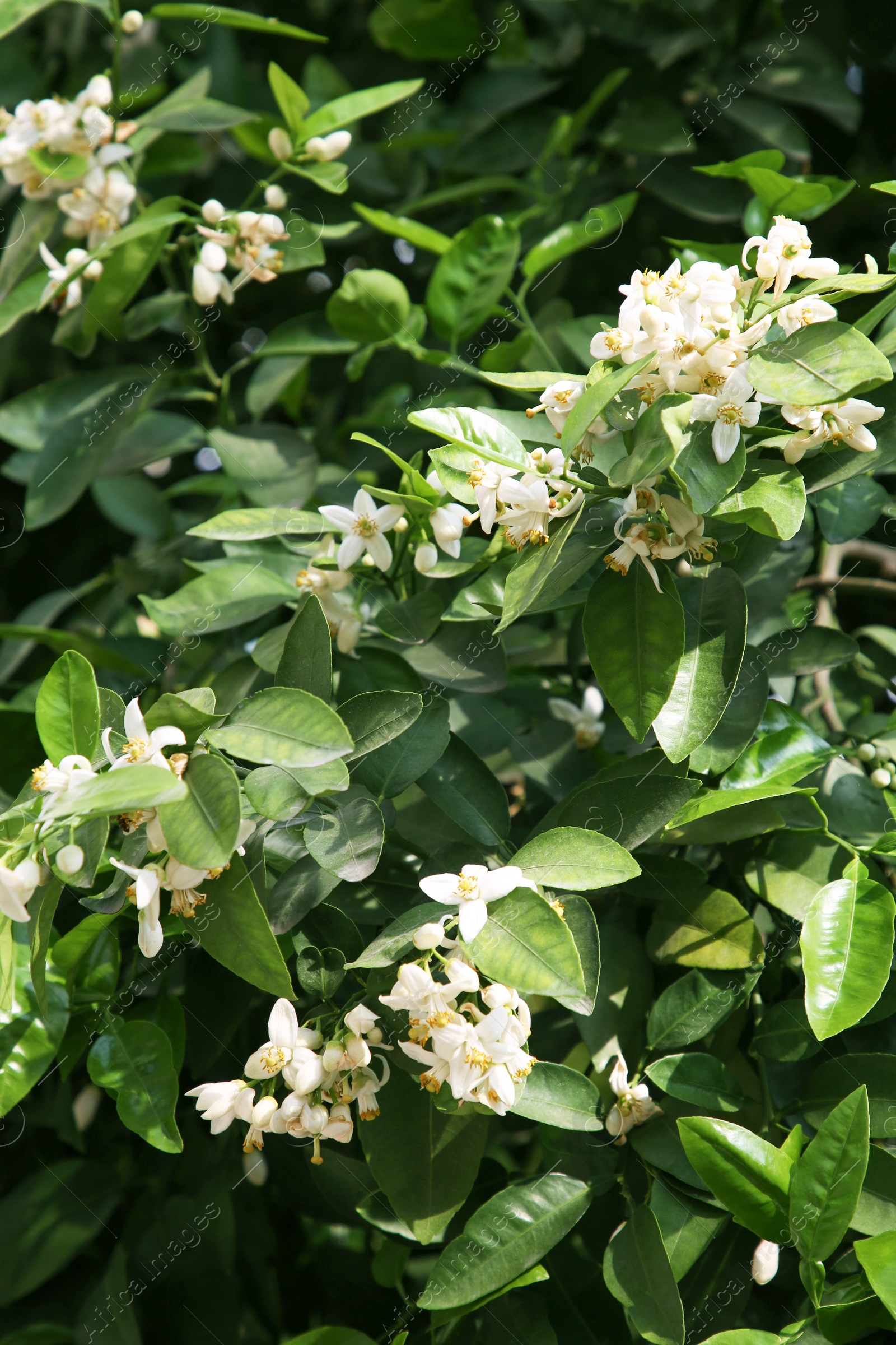 Photo of Beautiful blossoming grapefruit tree outdoors on spring day