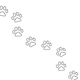 Dog paw prints on white background, illustration