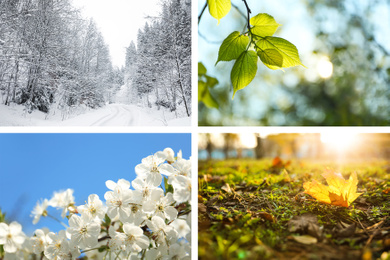 Beautiful photos of nature. Four seasons collage