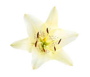 Beautiful blooming lily flower isolated on white