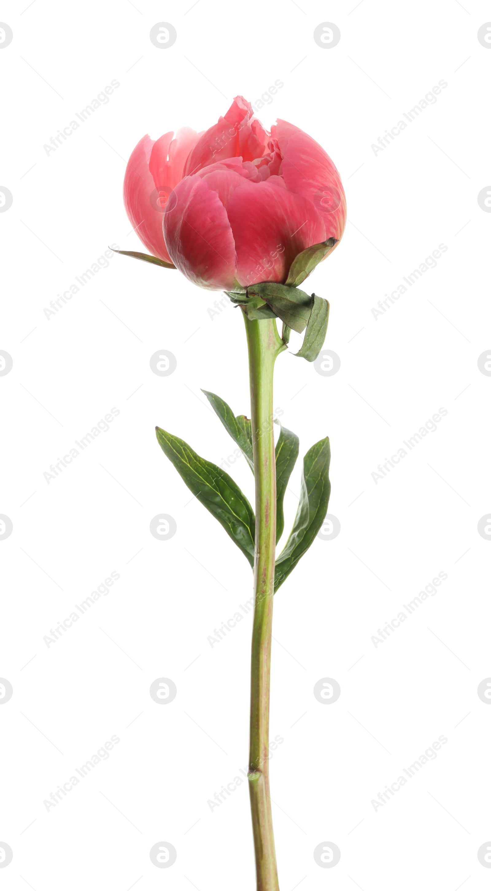 Photo of Beautiful pink peony bud isolated on white