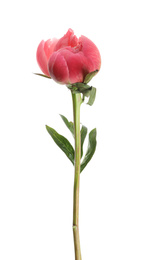 Photo of Beautiful pink peony bud isolated on white