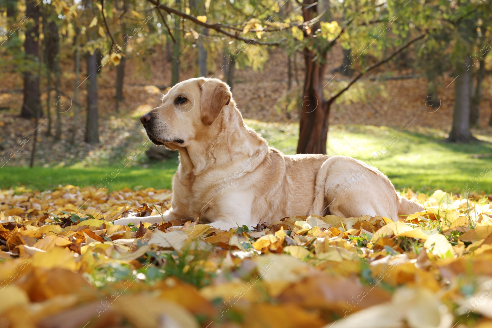 Photo of Cute Labrador Retriever dog on fallen leaves in sunny autumn park