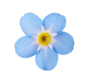 Photo of Amazing spring forget-me-not flower on white background