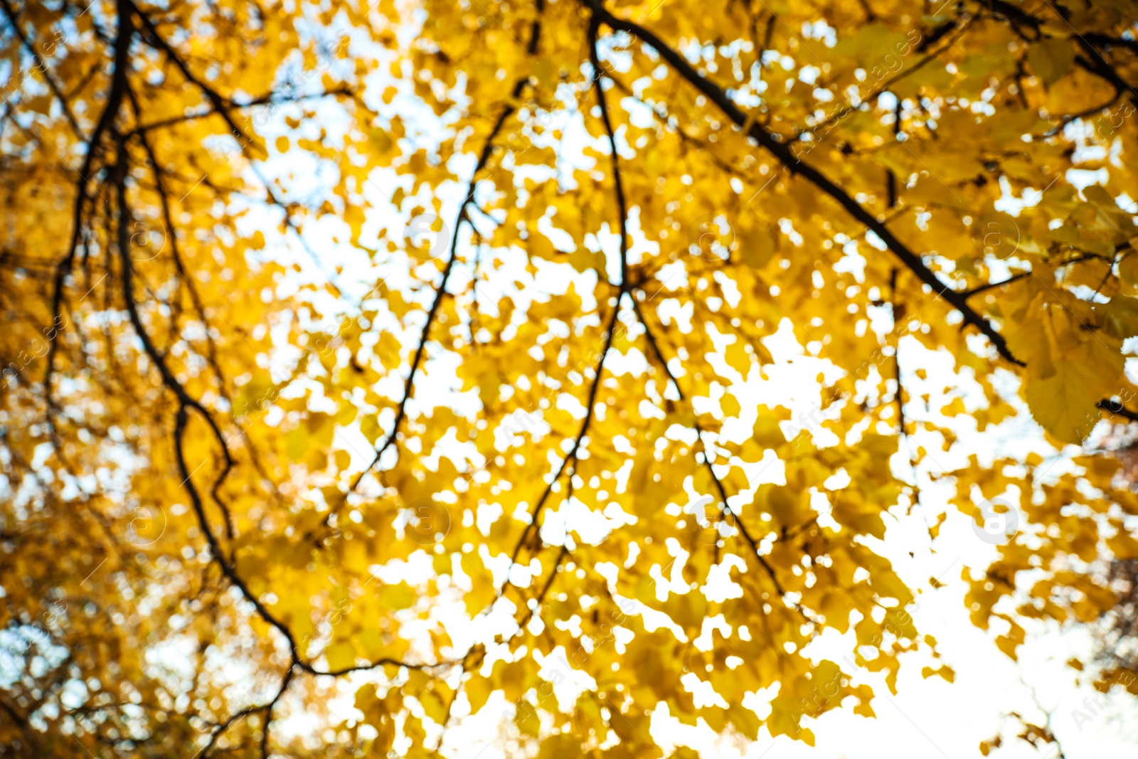 Photo of Blurred view of autumn foliage outdoors. Bokeh effect