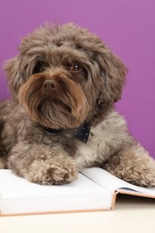 Cute Maltipoo dog with book on white table against violet background. Lovely pet