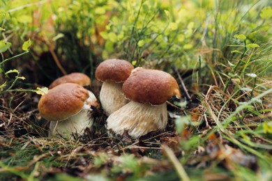 Fresh wild mushrooms growing in forest, closeup