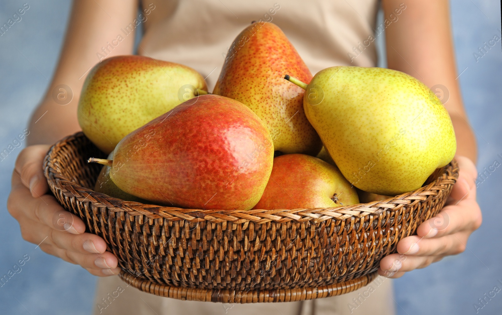 Photo of Woman holding wicker basket with ripe juicy pears on blue background, closeup