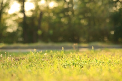 Photo of Young man doing exercise in park on sunny day, focus on grass. Space for text