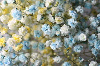 Many beautiful dyed gypsophila flowers, closeup view