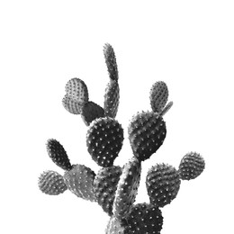 Beautiful big cactus on white background. Color toned