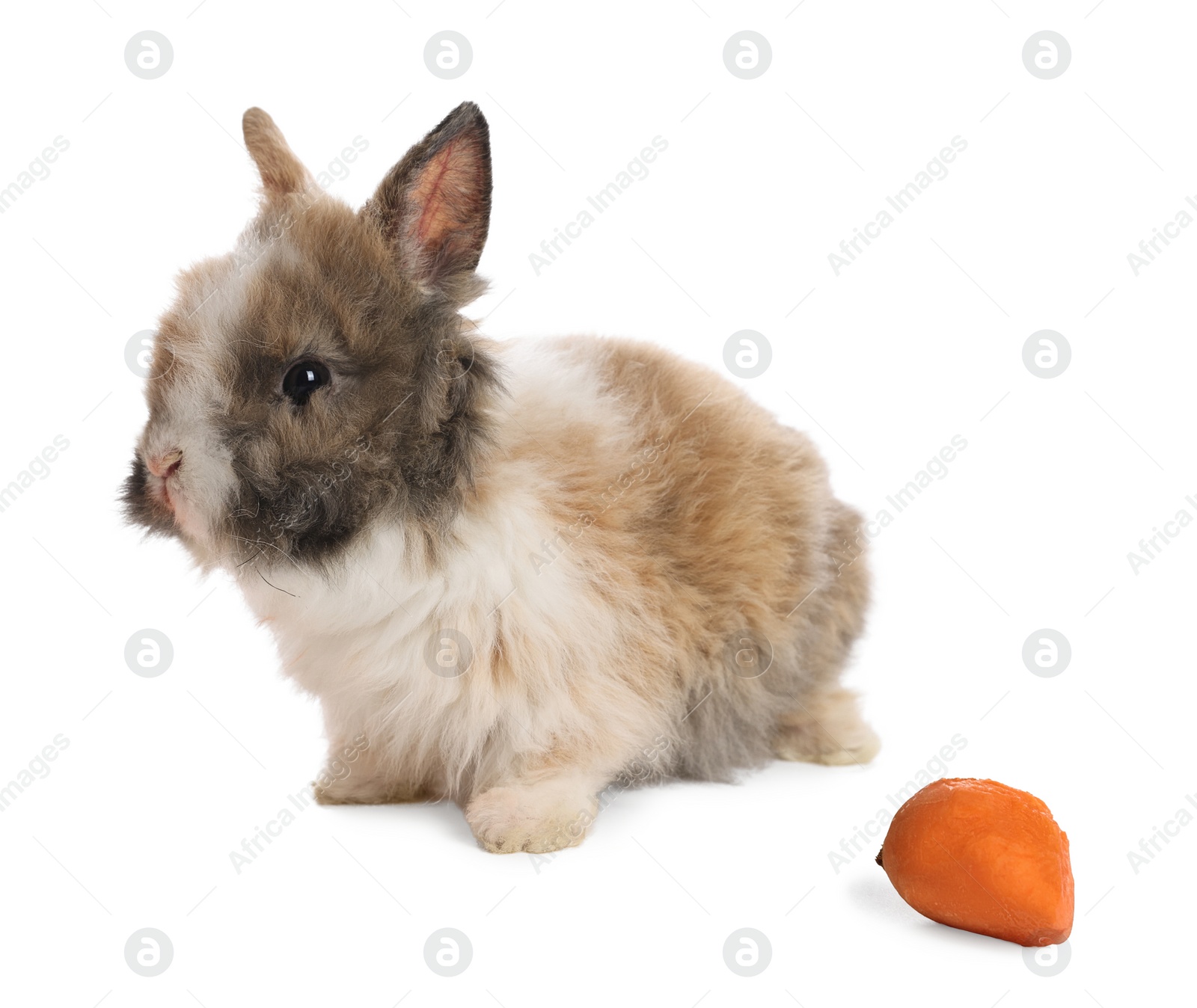 Photo of Cute fluffy pet rabbit isolated on white