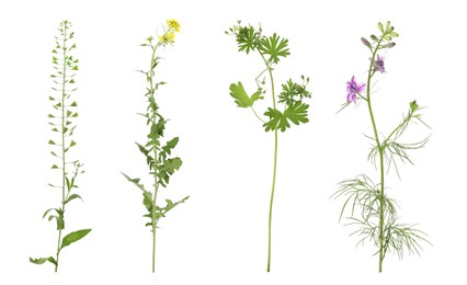 Collection of different beautiful wild plants on white background
