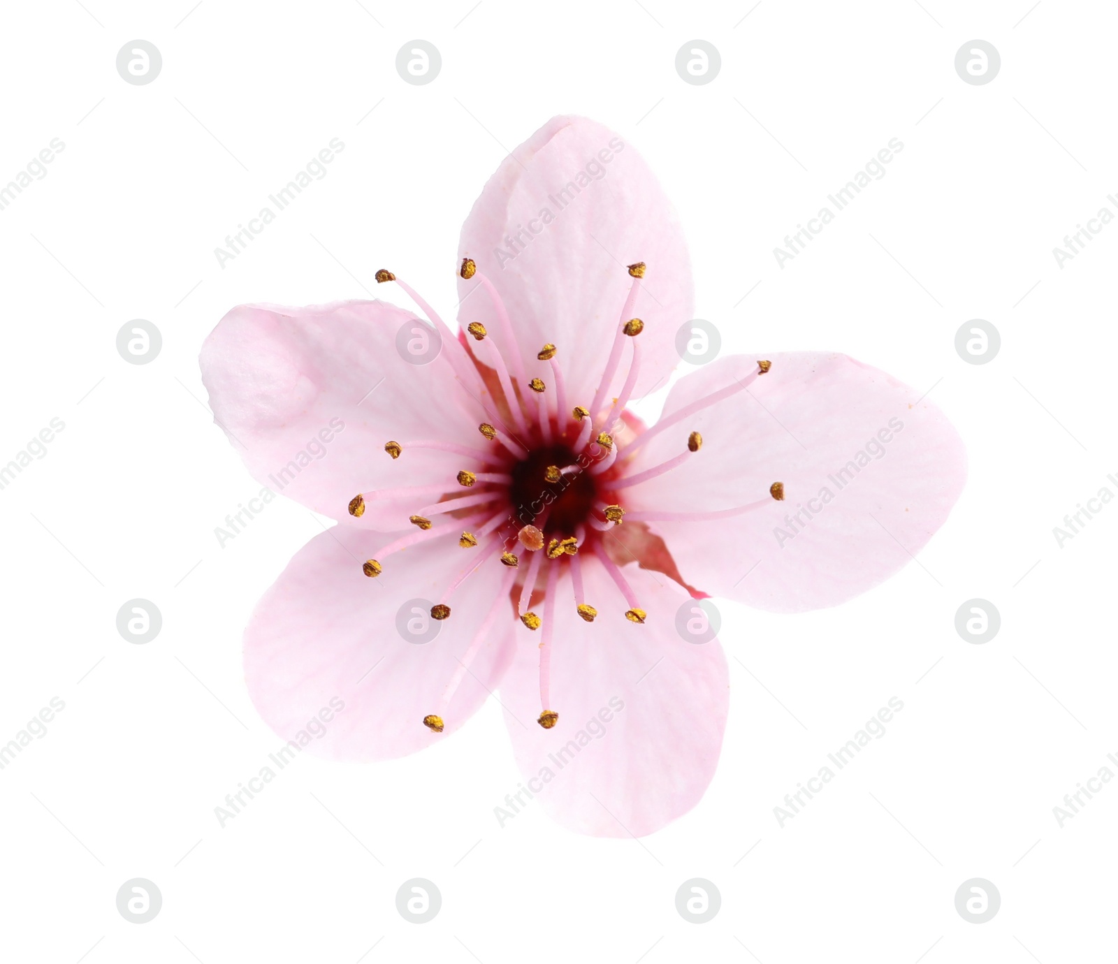 Photo of Beautiful pink sakura tree blossom isolated on white