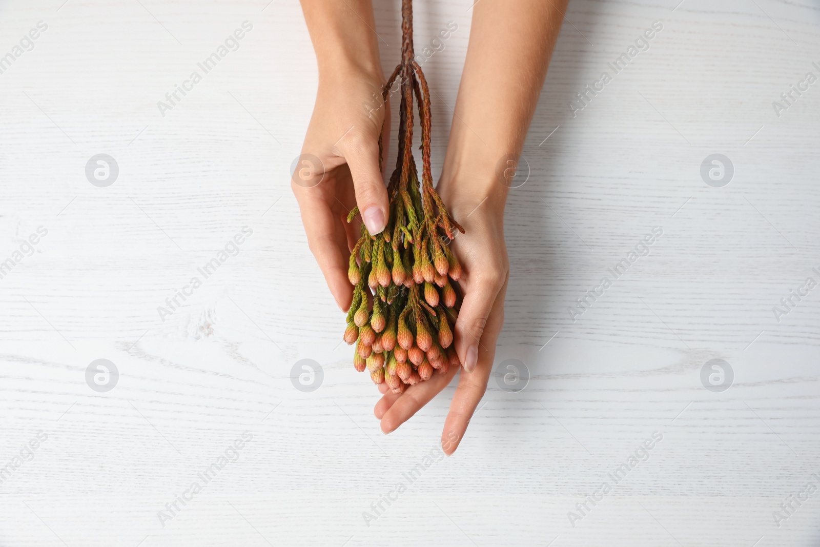 Photo of Florist holding beautiful brunia flower at white wooden table, top view