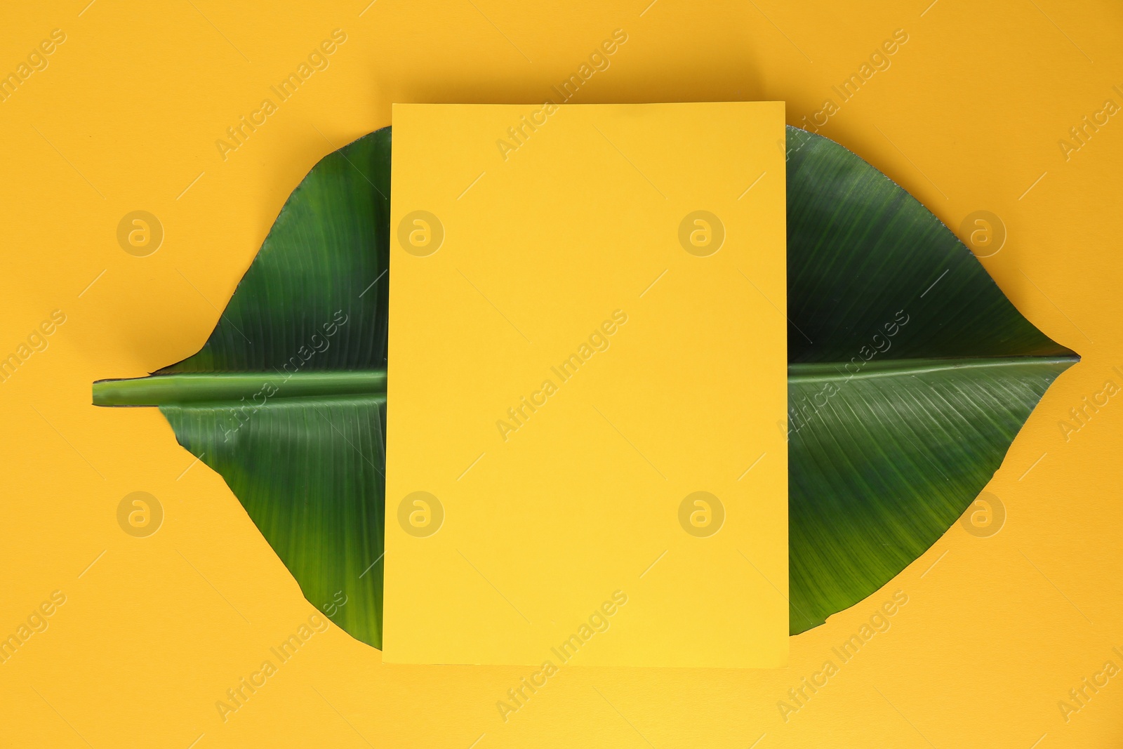 Photo of Flat lay composition with green banana leaf and space for text on color background. Tropical foliage