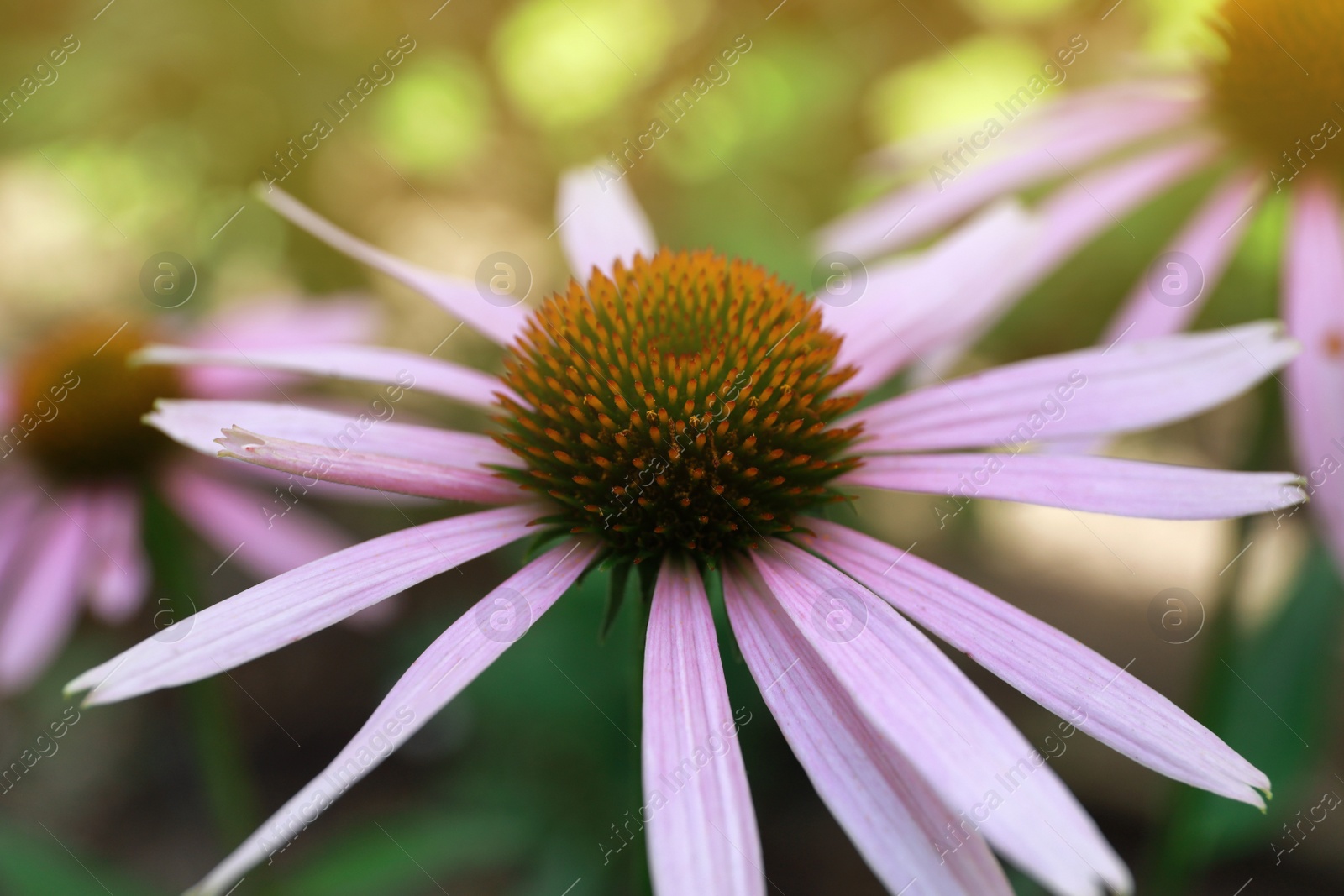 Photo of Beautiful pink Echinacea flower on blurred background, closeup