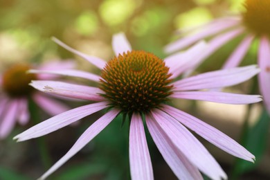 Beautiful pink Echinacea flower on blurred background, closeup