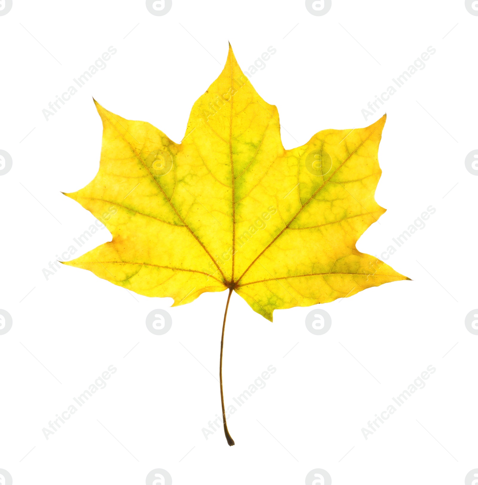 Photo of Beautiful autumn leaf on white background. Fall foliage