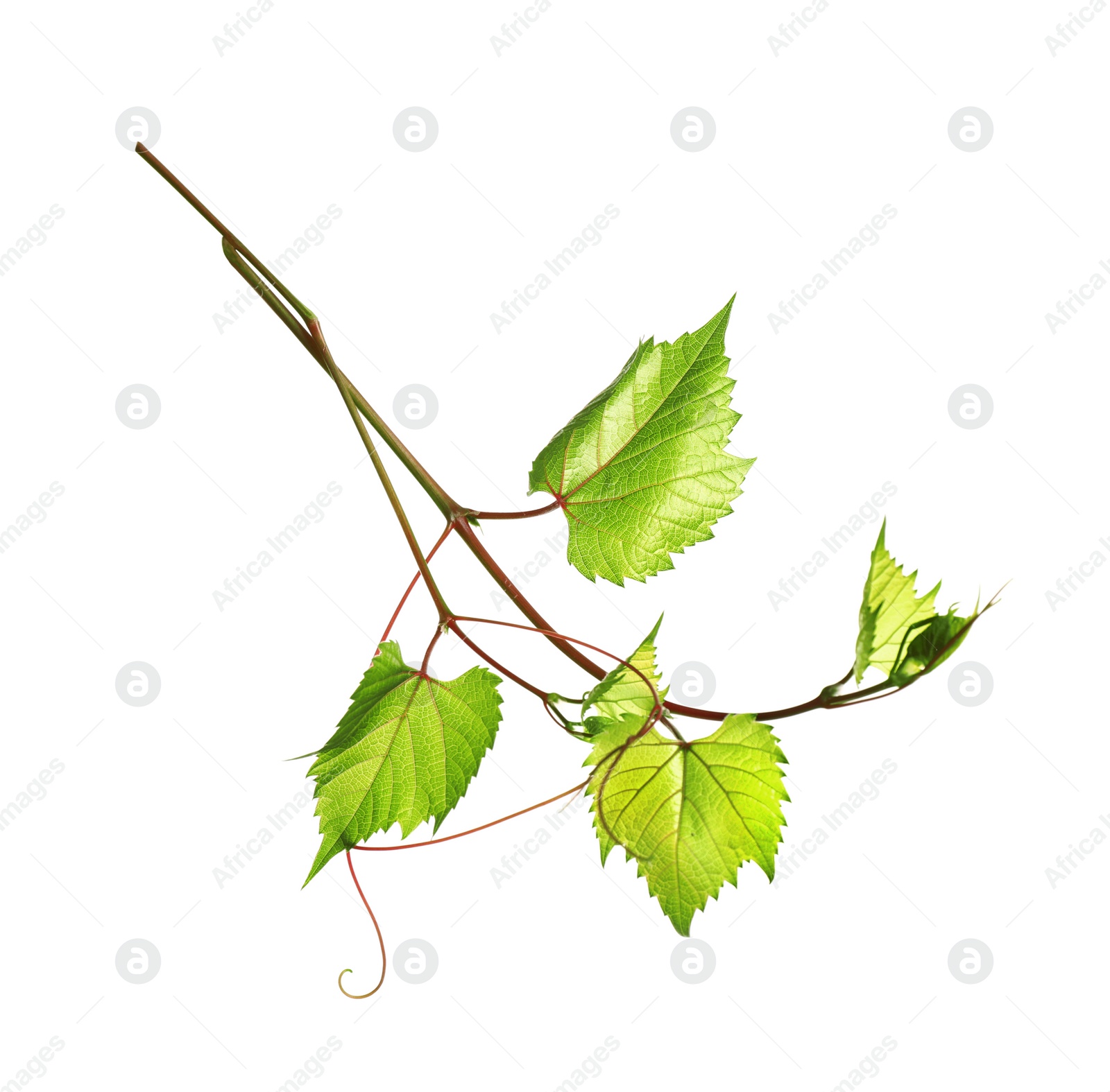 Photo of Fresh grapevine with leaves isolated on white