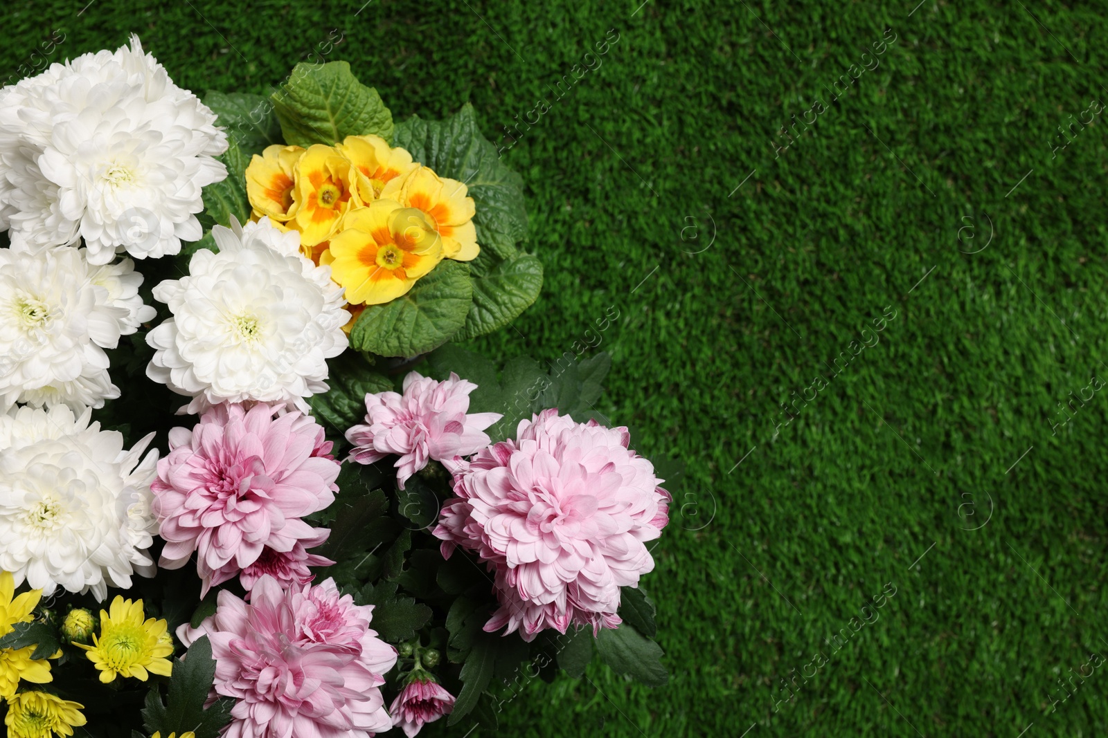 Photo of Beautiful chrysanthemum and primrose flowers on green grass, flat lay. Space for text